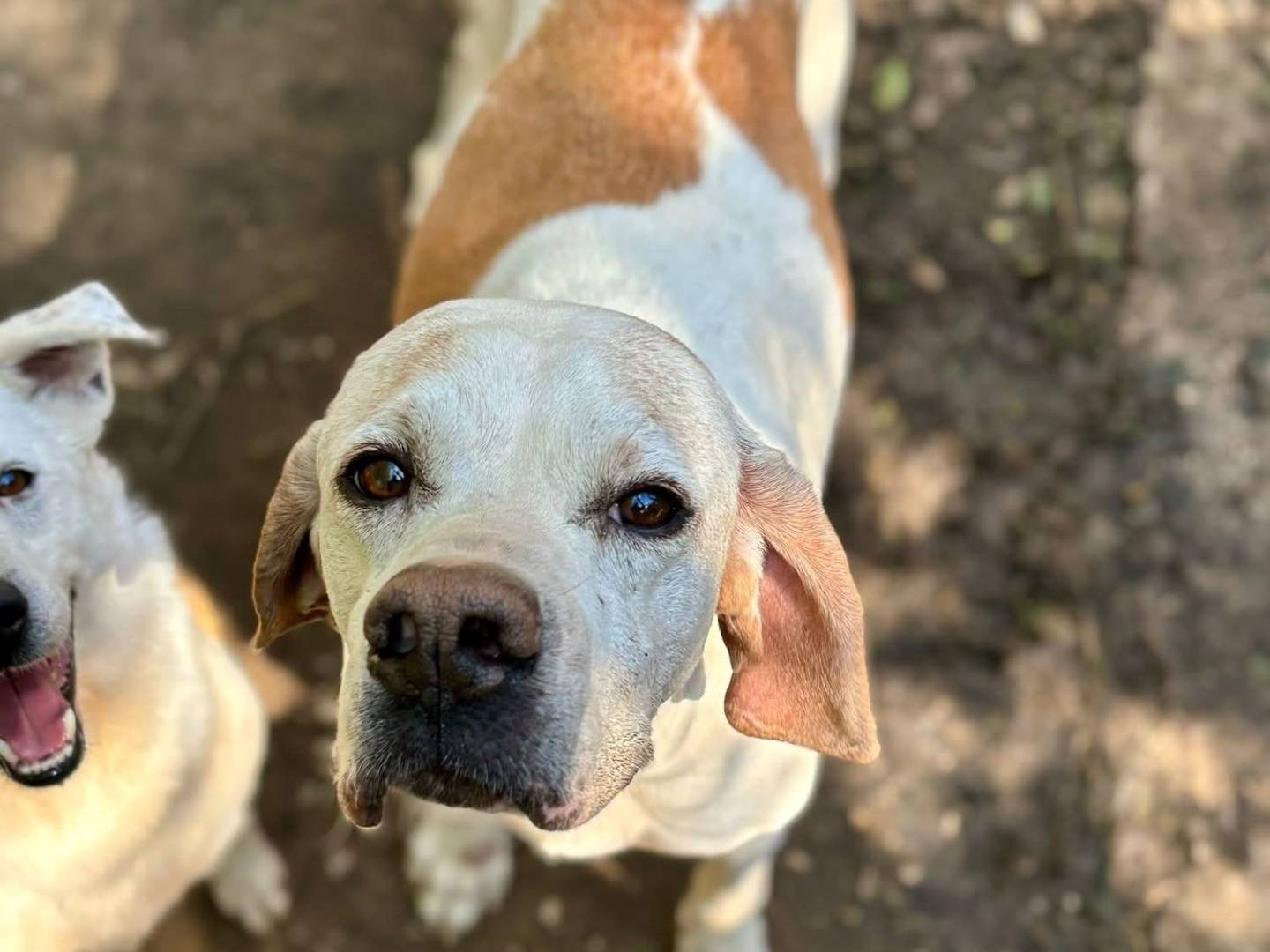 Adozione cane, femmina, Pointer Razza sconosciuta, 9 anni e 1 mese, taglia media, Milano