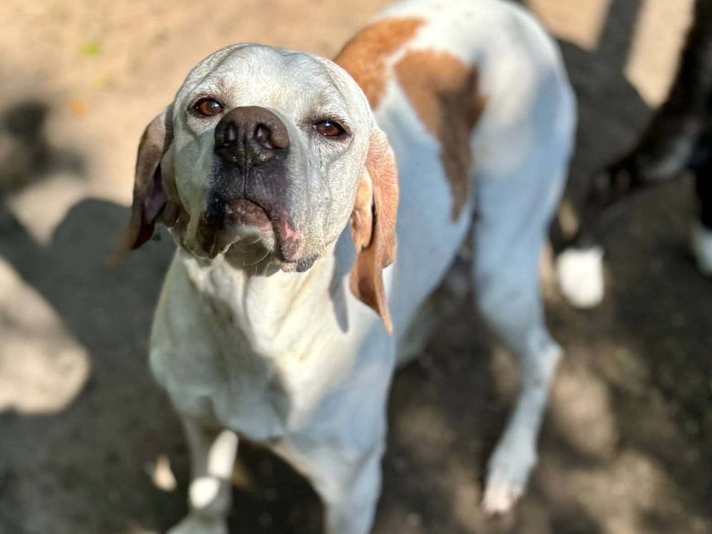 Adotta un cane, femmina, 9 anni e 1 mese, Milano