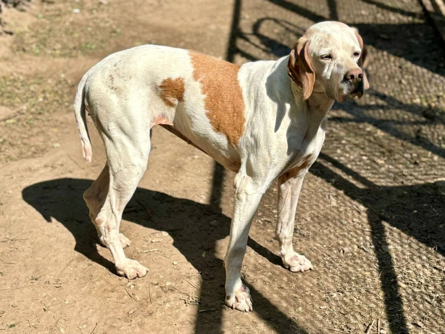 Adotta un cane, taglia media, femmina, Milano