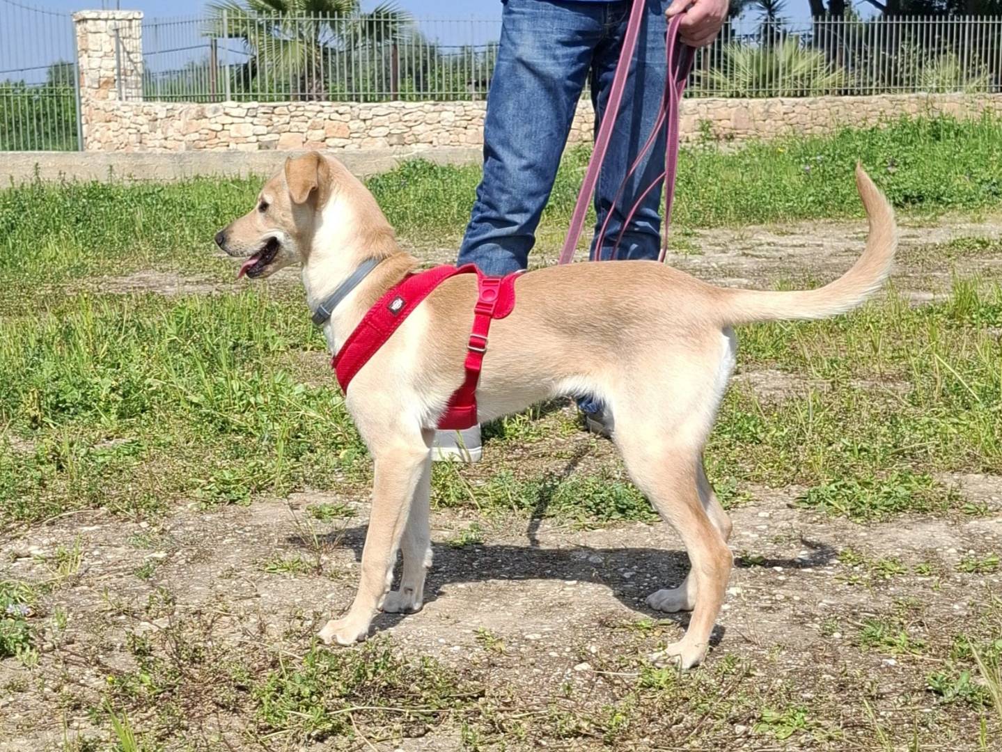 Adotta un cane, femmina, 5 mesi, Milano
