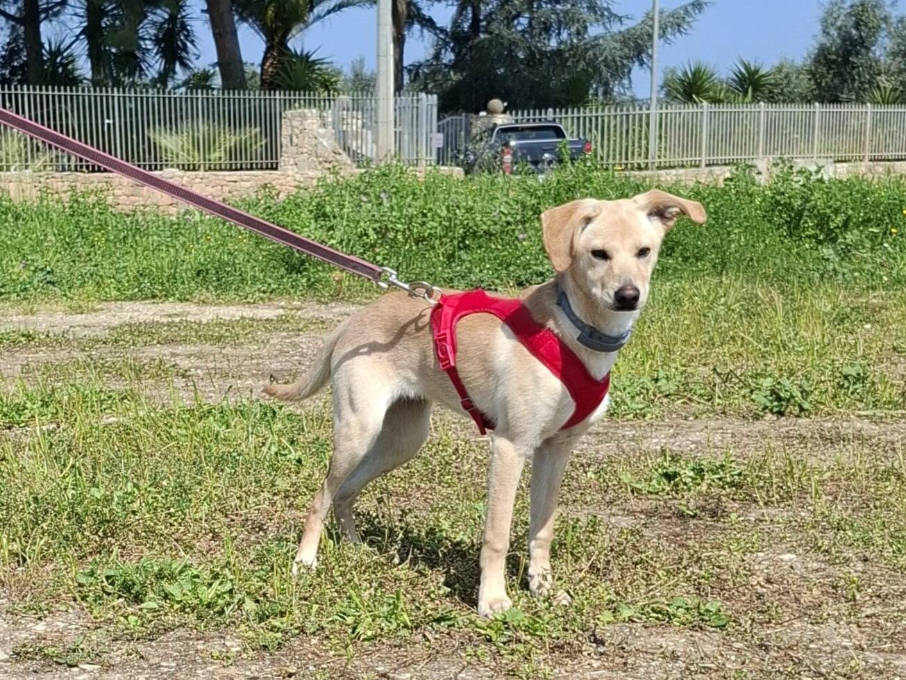 Vuoi adottare un cane a Milano?