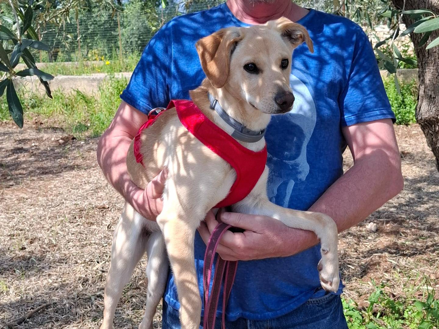 Adotta il cane LILLY a Milano