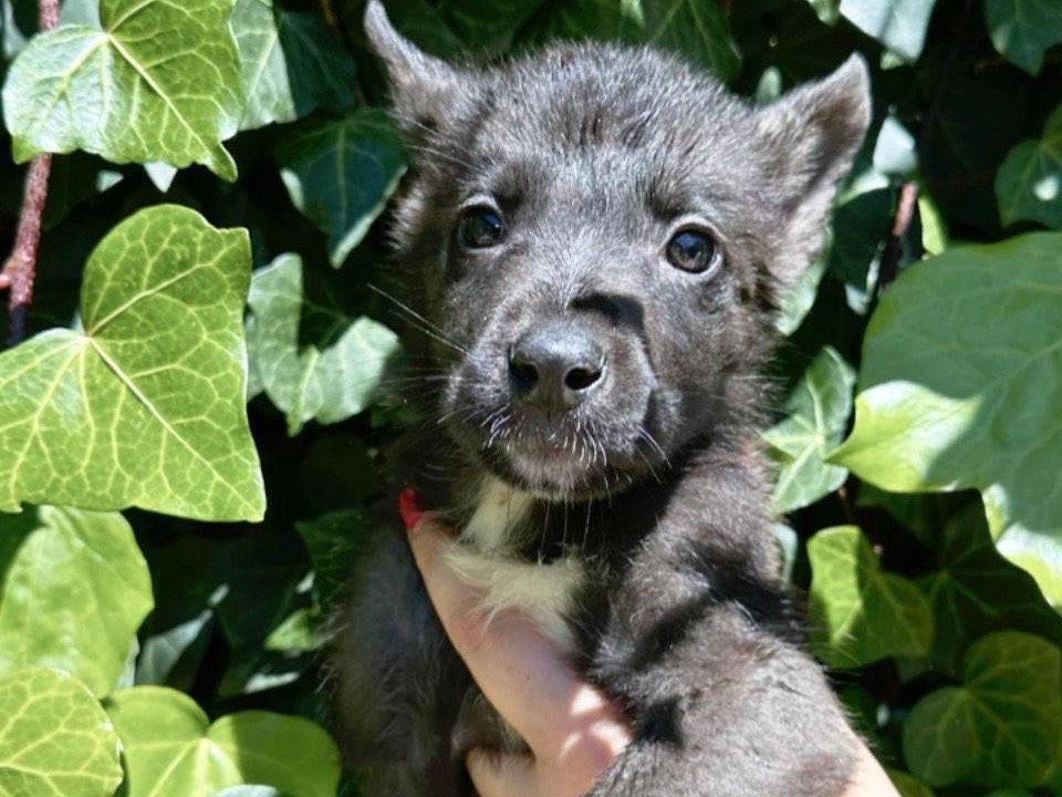 Adozione cane, maschio, Razza sconosciuta Razza sconosciuta, 2 mesi, taglia media, Siracusa