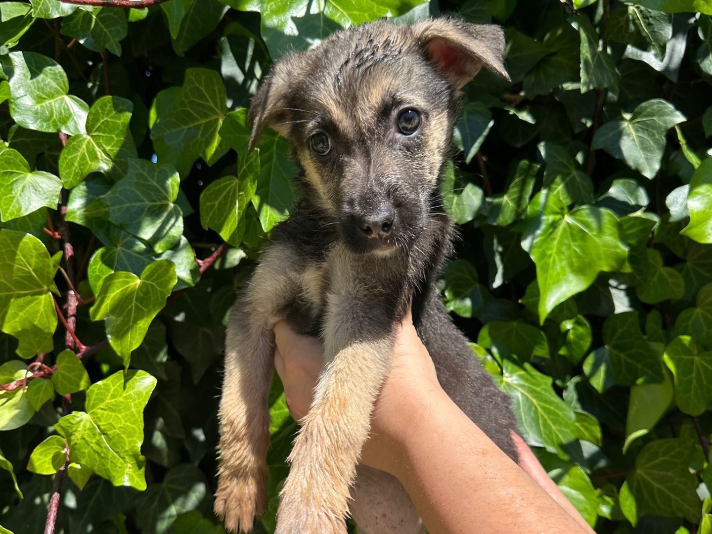 Adozione cane, femmina, Razza sconosciuta Razza sconosciuta, 2 mesi, taglia media, Siracusa