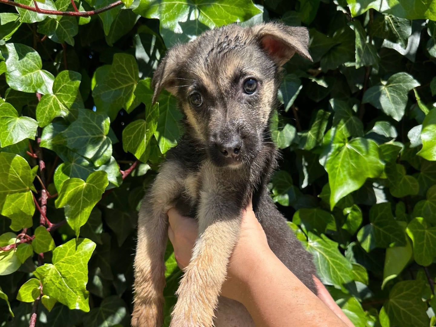 Adozione cane, femmina, Razza sconosciuta Razza sconosciuta, 2 mesi, taglia media, Siracusa