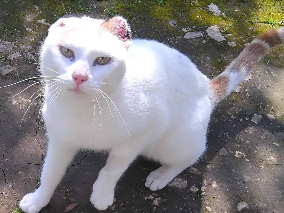 Adotta un gatto, maschio, 1 anno e 9 mesi, Barletta