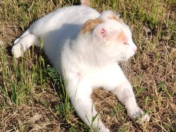 Adotta un gatto, taglia non valida, maschio, Barletta