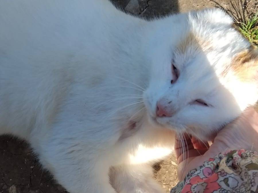 Vuoi adottare un gatto a Barletta?