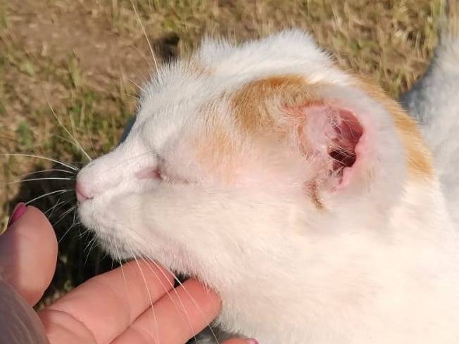 Adotta il gatto Uber a Barletta