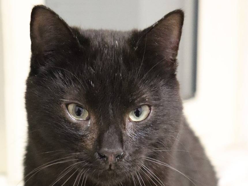 Adozione gatto, maschio, Razza sconosciuta Razza sconosciuta, 1 anno e 9 mesi, taglia non valida, Barletta