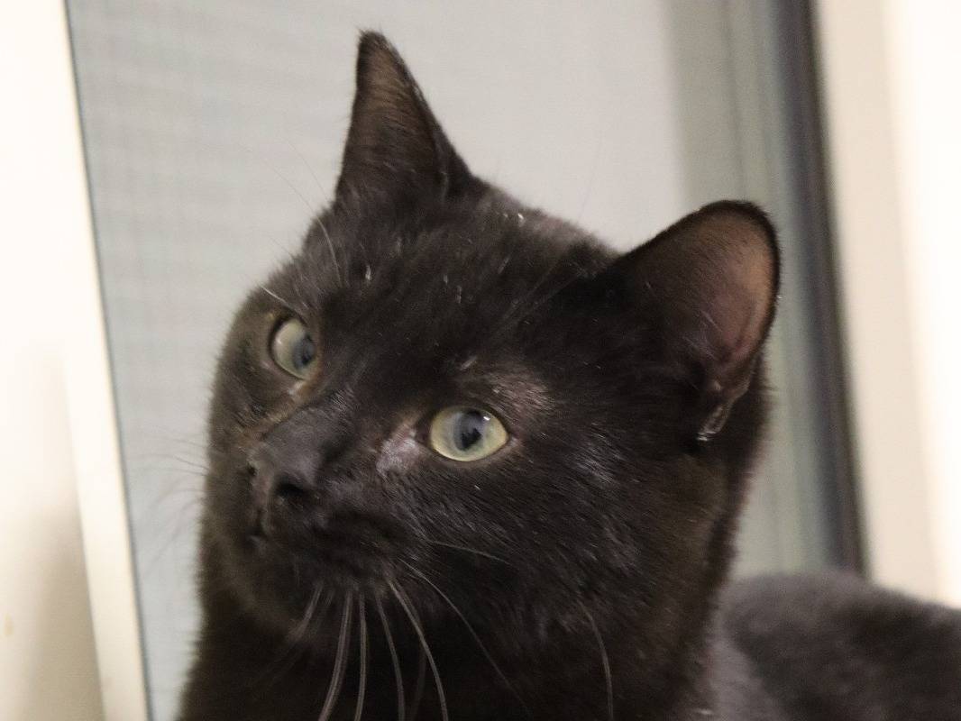 Adotta un gatto, maschio, 1 anno e 9 mesi, Barletta