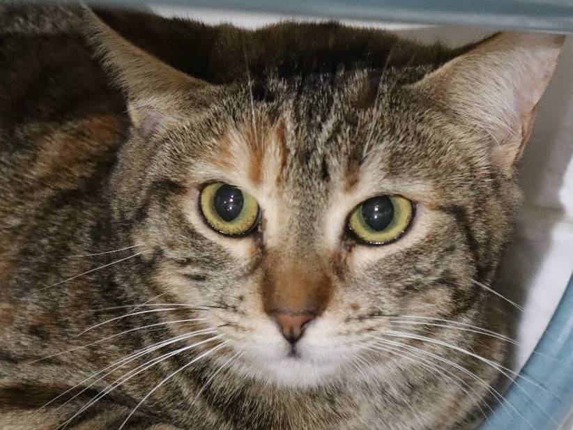 Adozione gatto, femmina, Razza sconosciuta Razza sconosciuta, 1 anno e 10 mesi, taglia non valida, Barletta