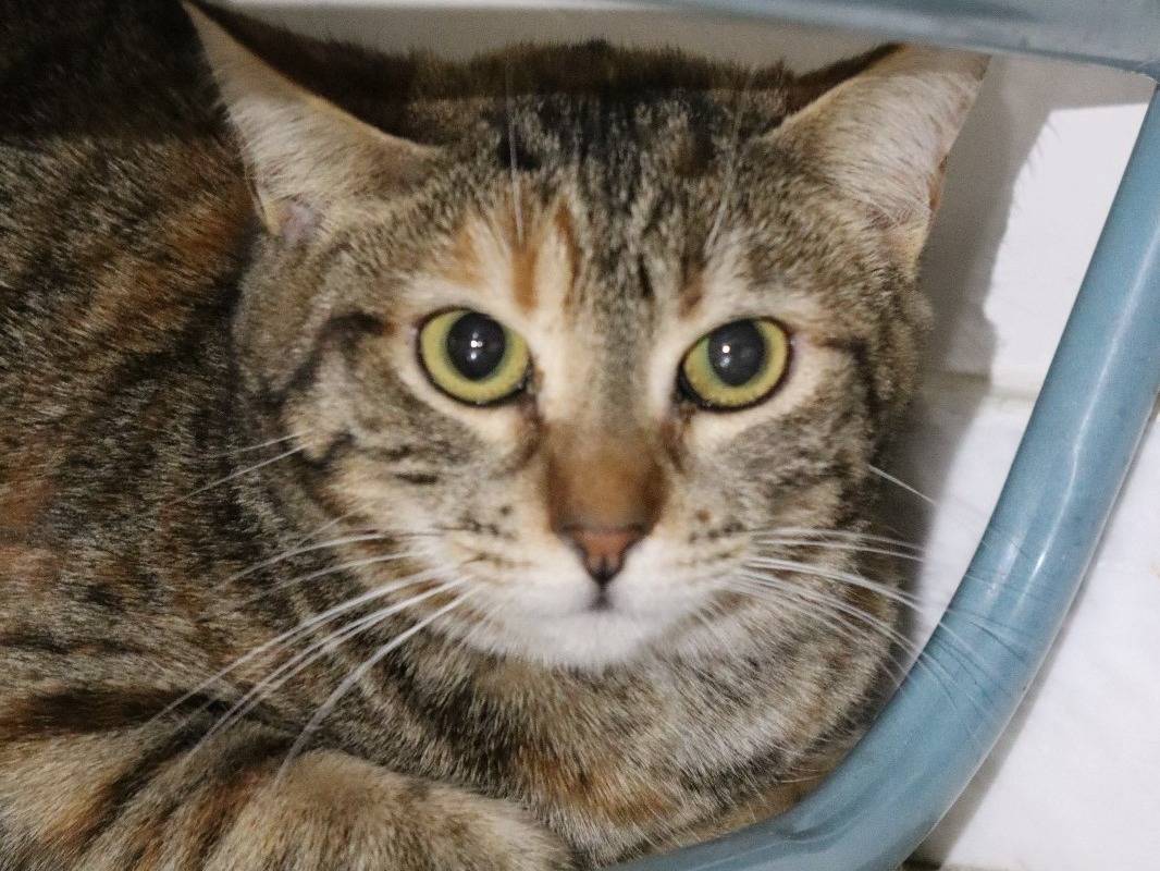 Adotta un gatto, femmina, 1 anno e 10 mesi, Barletta