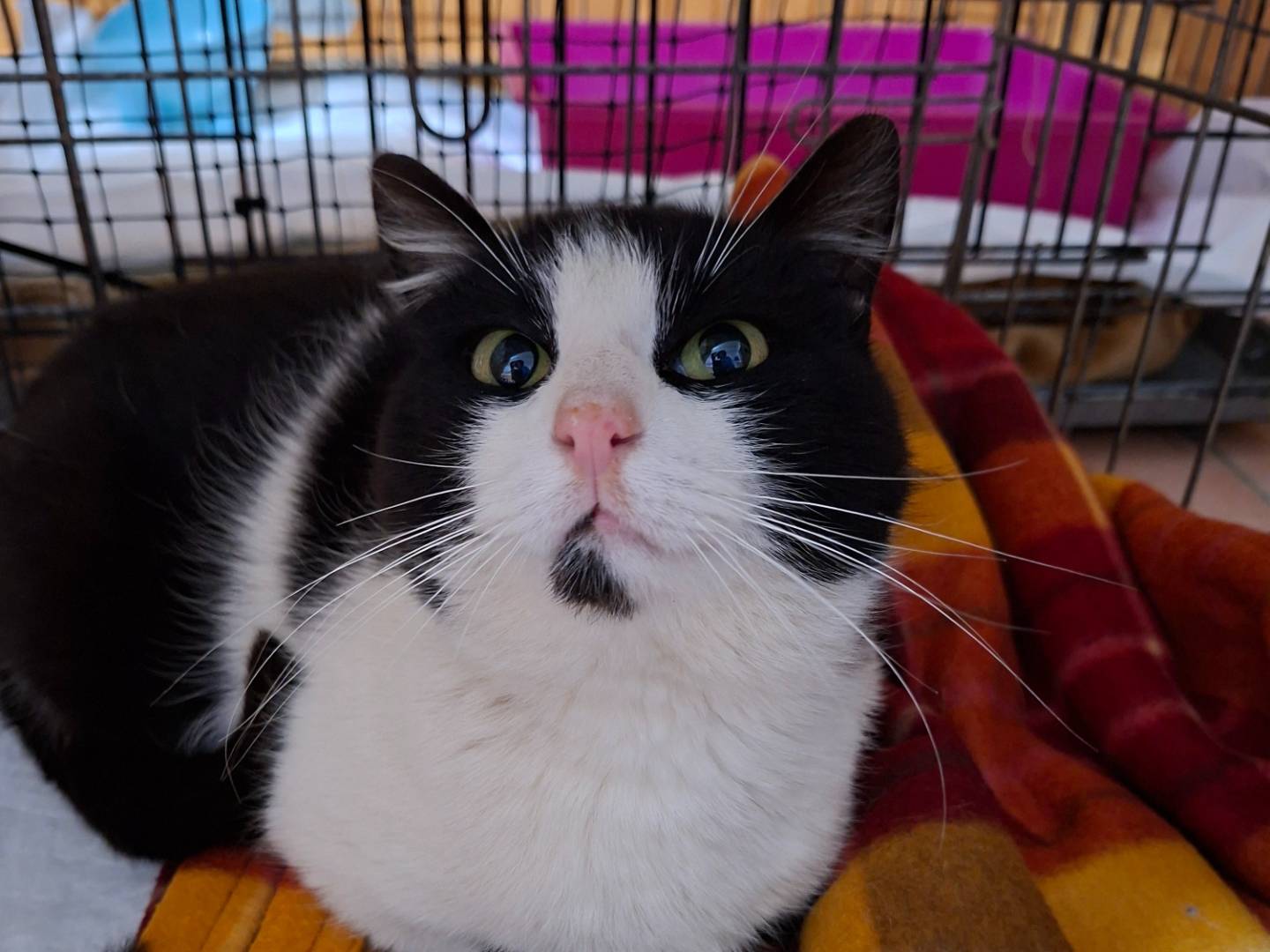 Adozione gatto, maschio, Razza sconosciuta Razza sconosciuta, 2 anni e 3 mesi, taglia non valida, Viterbo