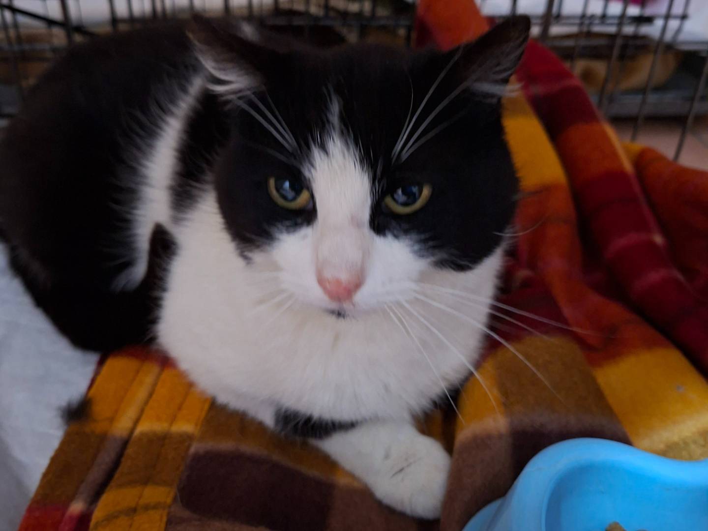 Adotta un gatto, maschio, 2 anni e 3 mesi, Viterbo