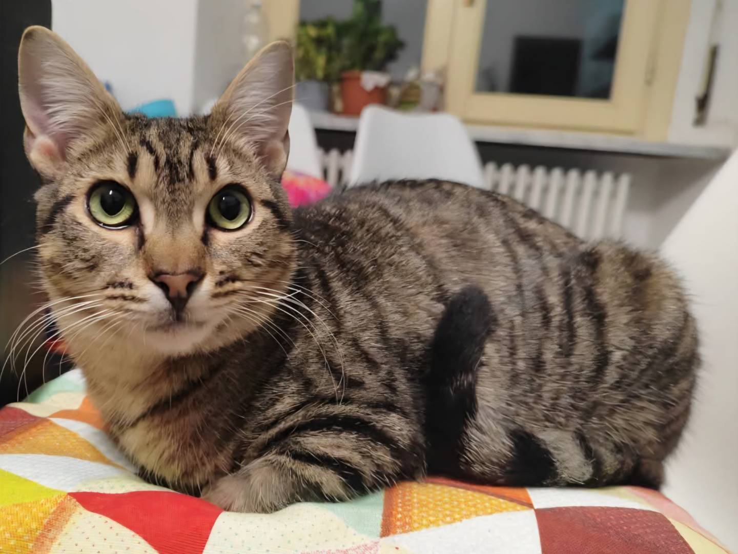 Adozione gatto, maschio, Razza sconosciuta Razza sconosciuta, 10 mesi, taglia non valida, Torino