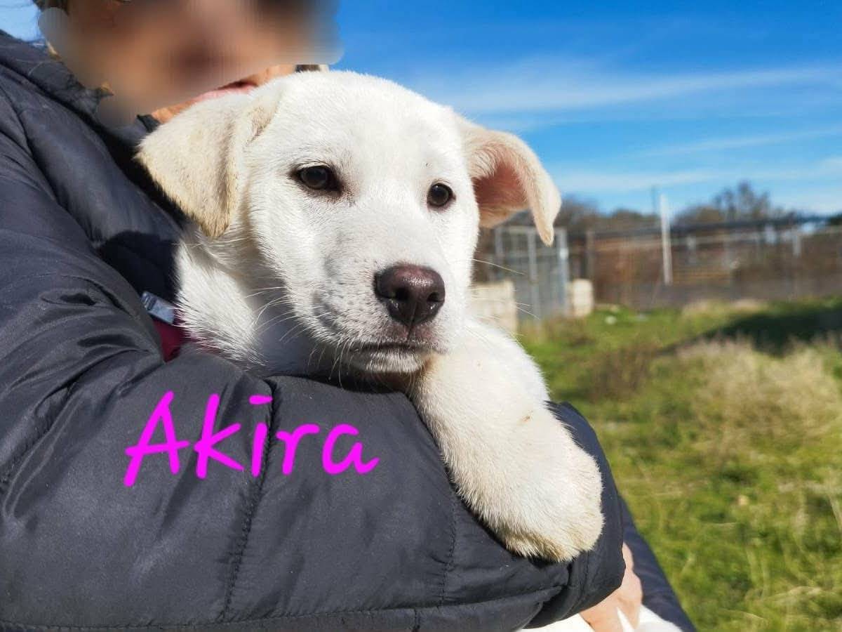 Adozione cane, femmina, Razza sconosciuta Labrador Retriever, 4 mesi, taglia media, Milano