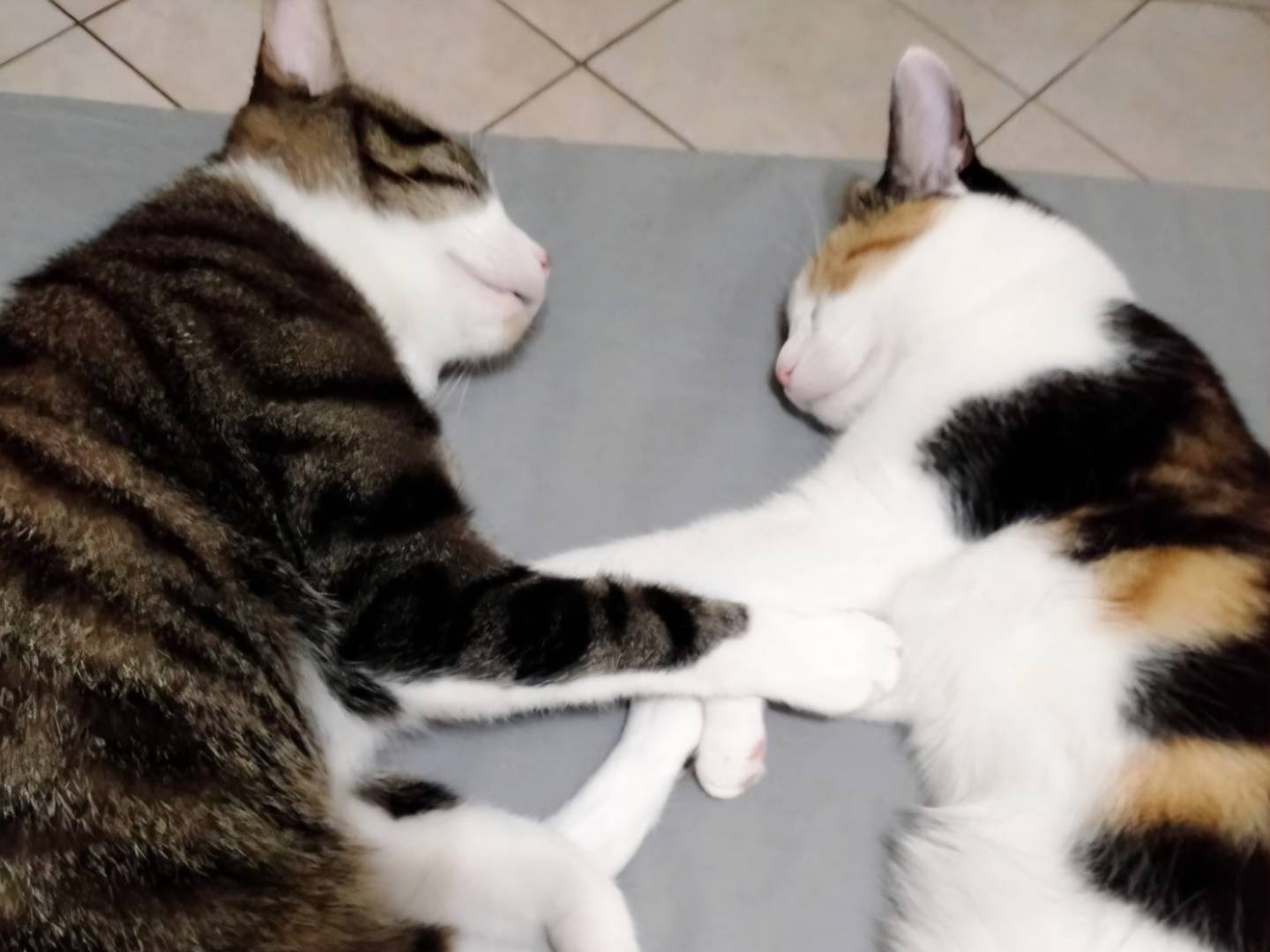 Adozione gatto, femmina, Razza sconosciuta Razza sconosciuta, 6 anni e 9 mesi, taglia non valida, Torino