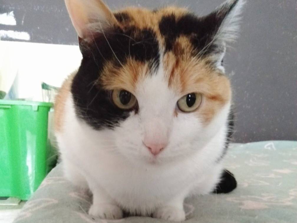 Adotta un gatto, femmina, 6 anni e 9 mesi, Torino
