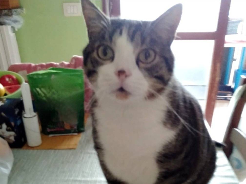 Adotta un gatto, taglia non valida, femmina, Torino