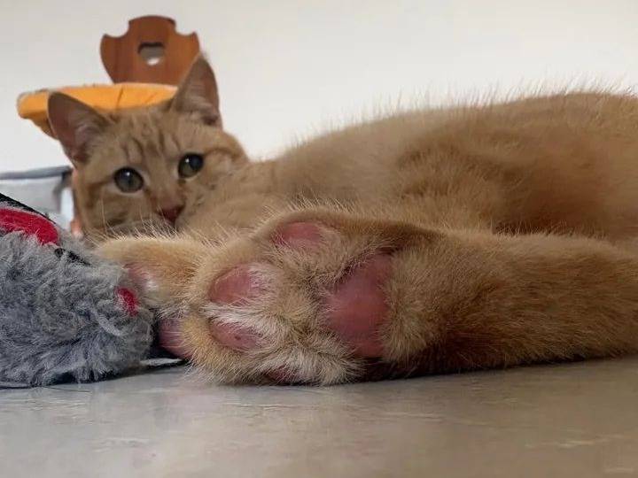 Adozione gatto, maschio, Razza sconosciuta Razza sconosciuta, 7 mesi, taglia non valida, Benevento