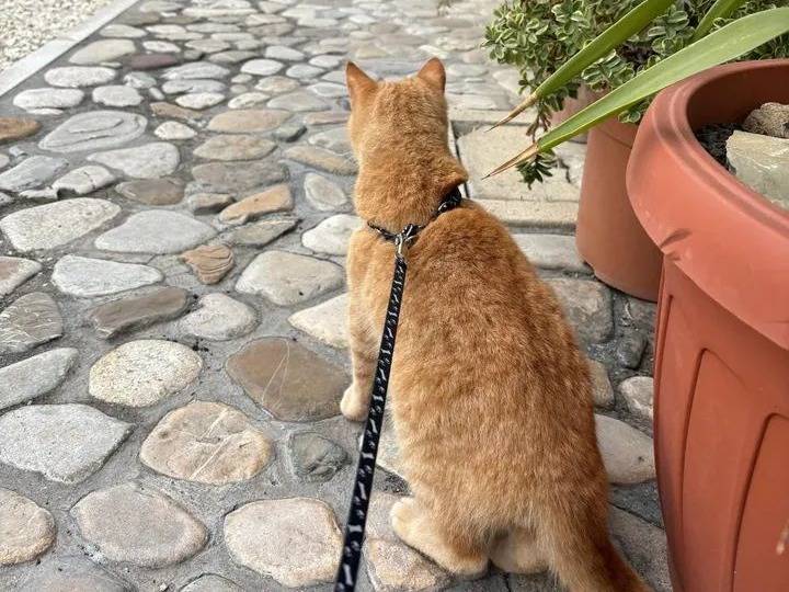 Adotta un gatto, maschio, 7 mesi, Benevento