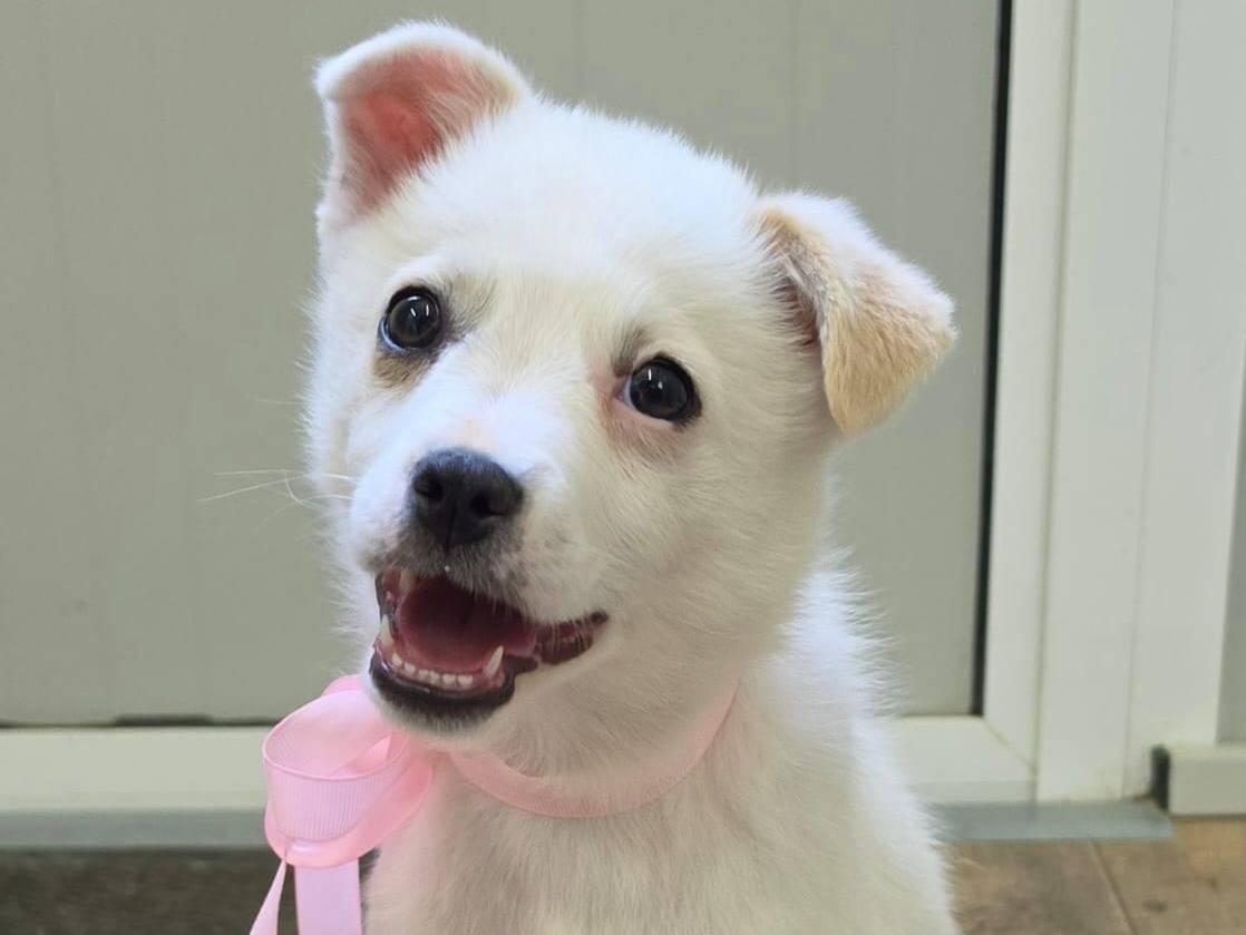 Adozione cane, femmina, Volpino di Pomerania Razza sconosciuta, 2 mesi, taglia piccola, Taranto