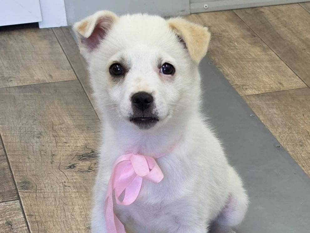 Adotta un cane, femmina, 2 mesi, Taranto