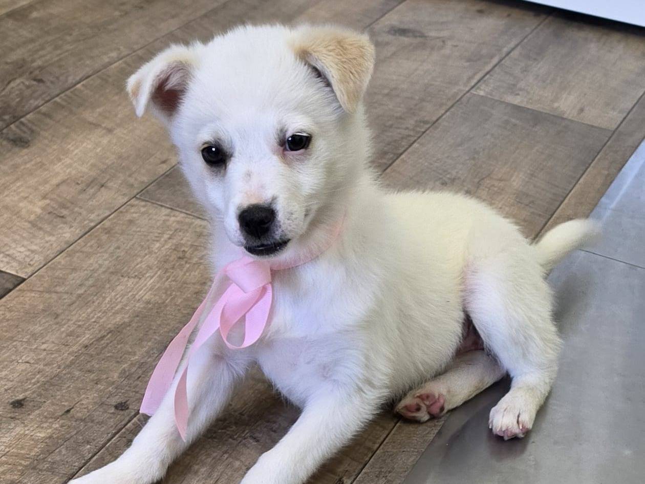 Adotta un cane, taglia piccola, femmina, Taranto