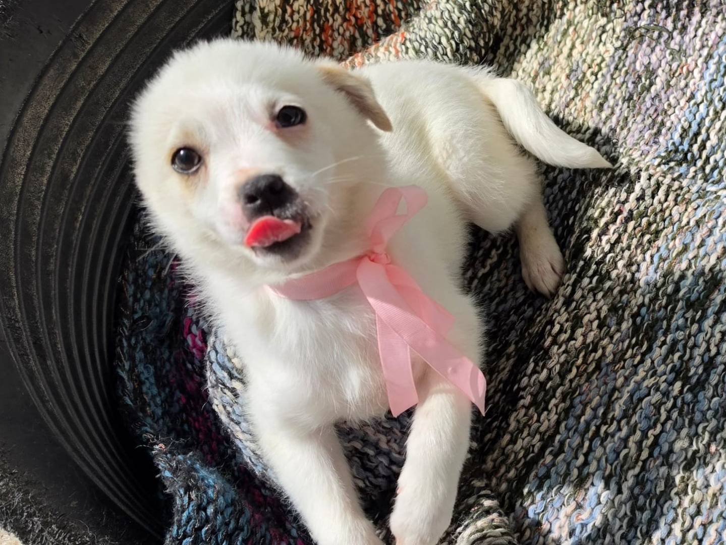 Adotta il cane Fiocca a Taranto