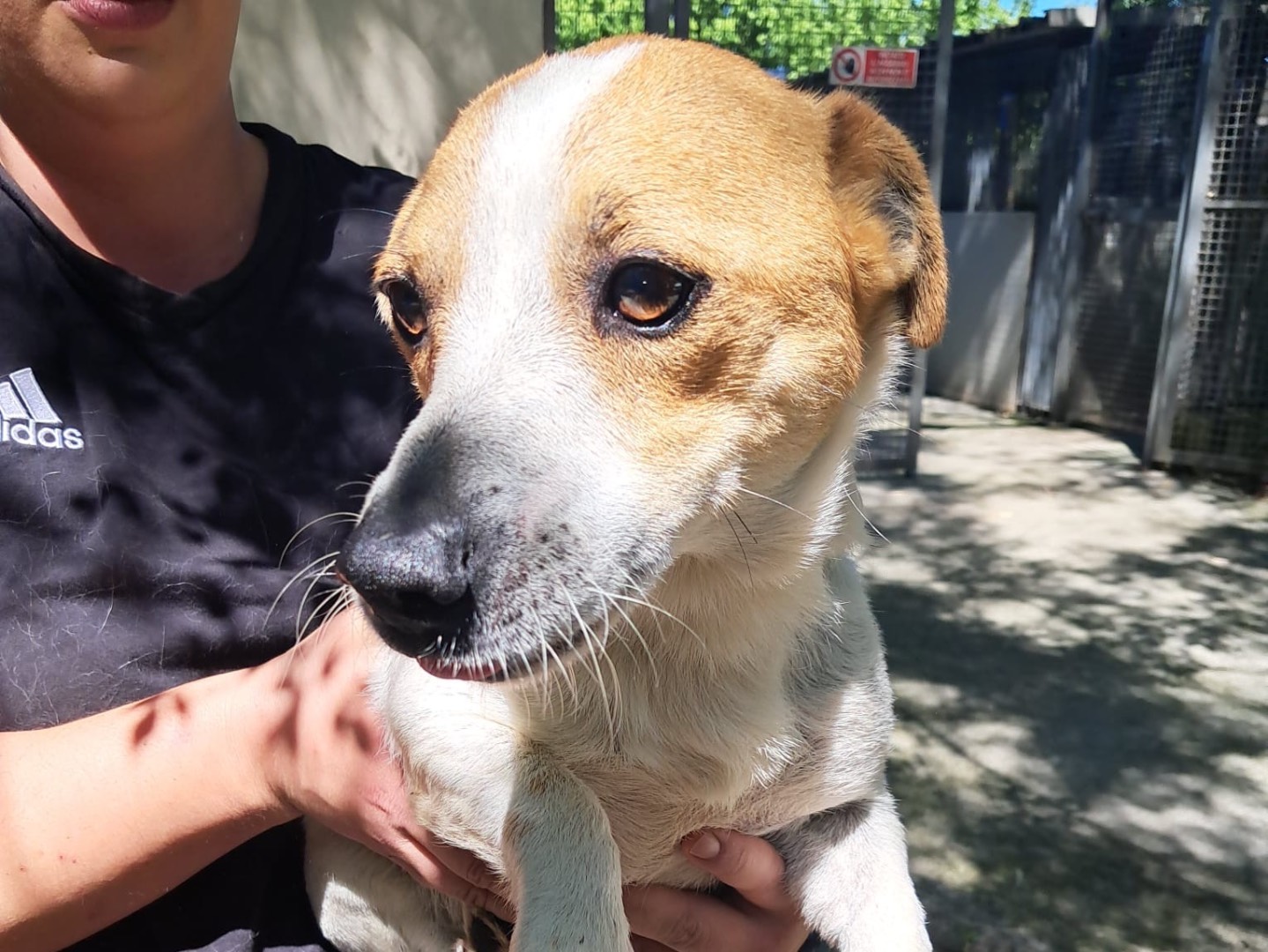 Adozione cane, maschio, Jack Russell Terrier Razza sconosciuta, 4 anni, taglia piccola, Latina