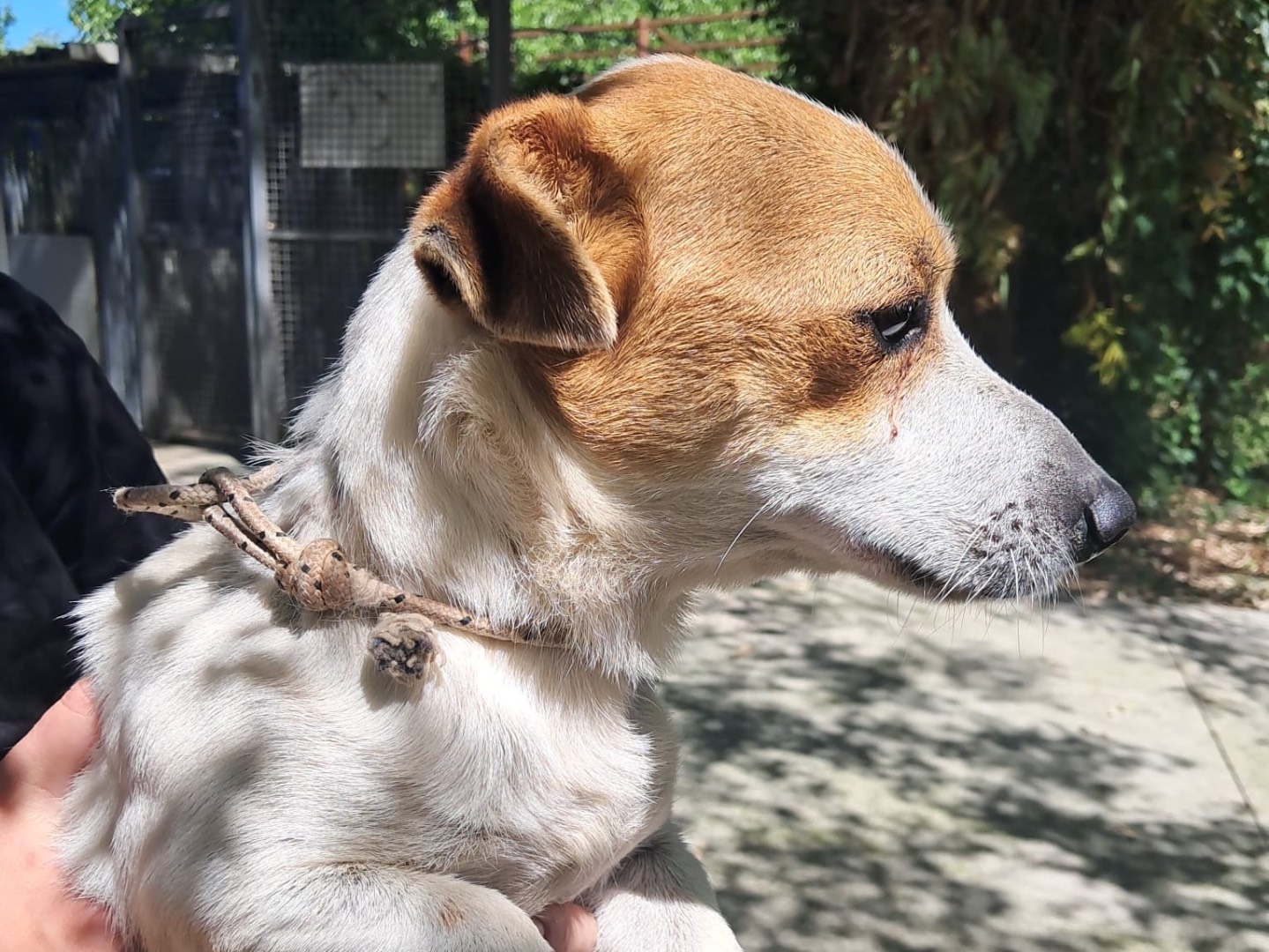 Adotta un cane, maschio, 4 anni, Latina