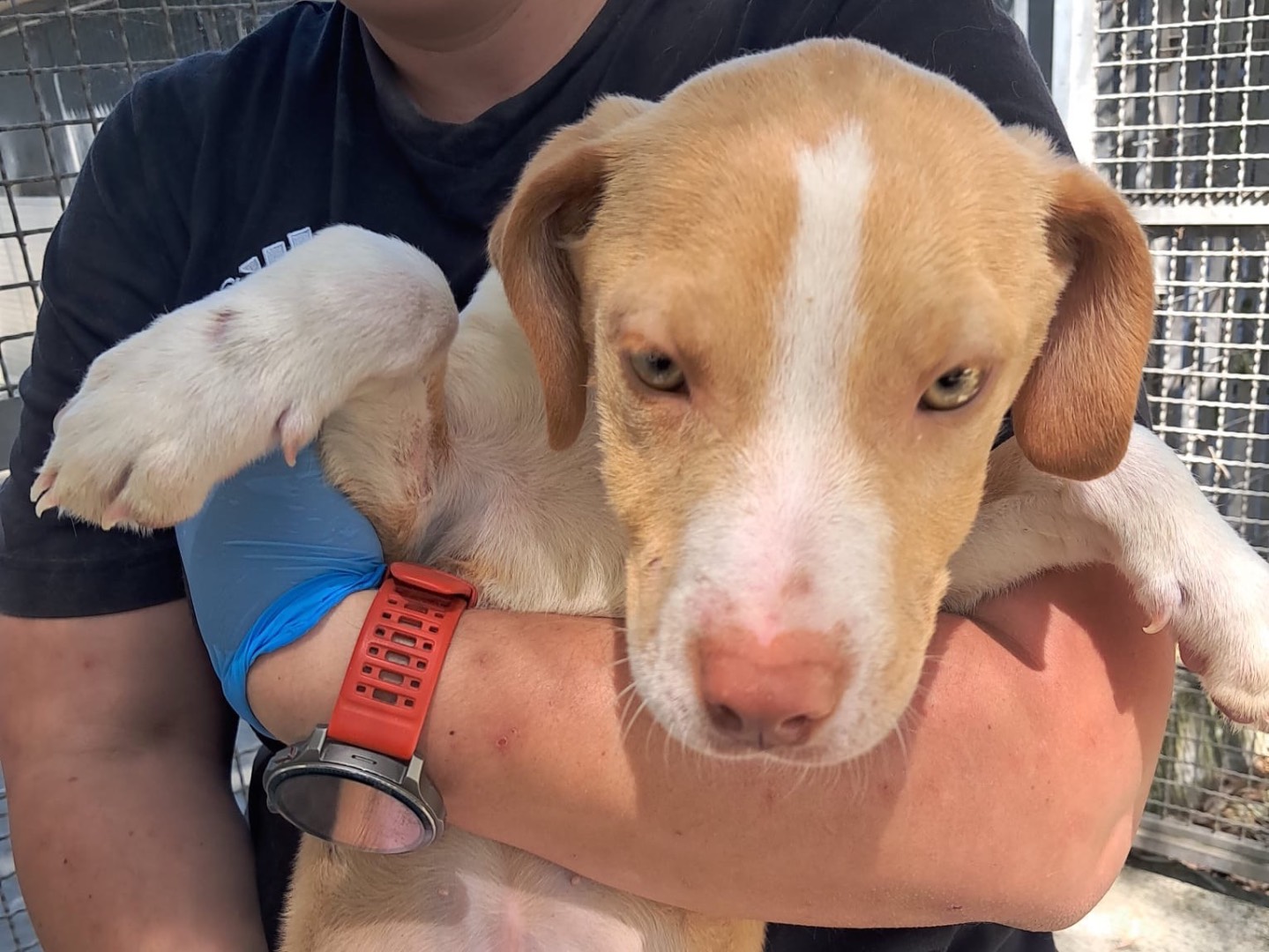 Adozione cane, femmina, Pitbull Razza sconosciuta, 3 mesi, taglia media, Latina