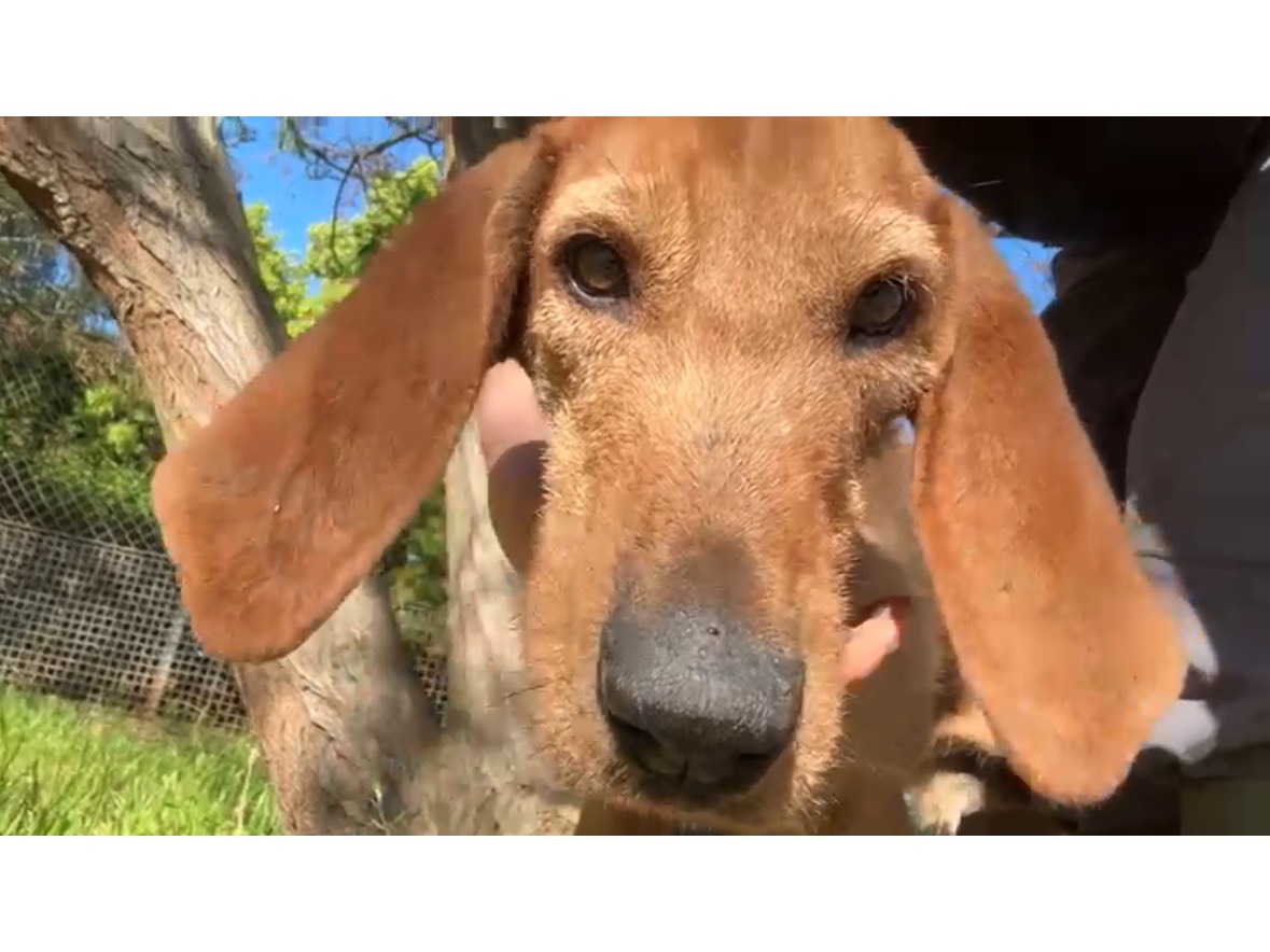 Adotta un cane, maschio, 3 anni e 10 mesi, Latina