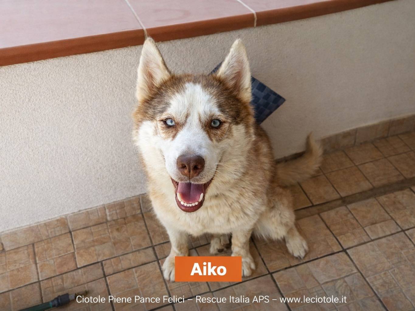 Adozione cane, maschio, Siberian Husky Razza sconosciuta, 2 anni e 8 mesi, taglia grande, Bergamo