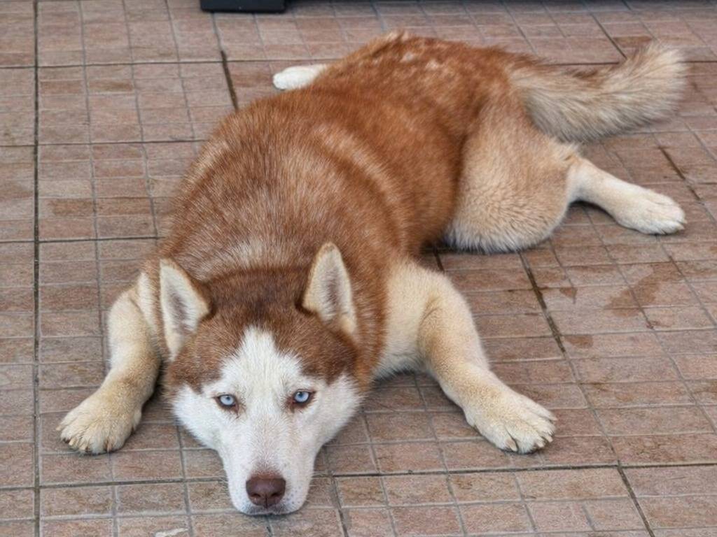 Adotta un cane, maschio, 2 anni e 8 mesi, Bergamo