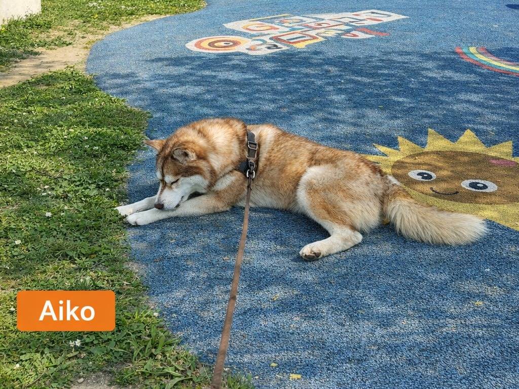 Adotta un cane, taglia grande, maschio, Bergamo