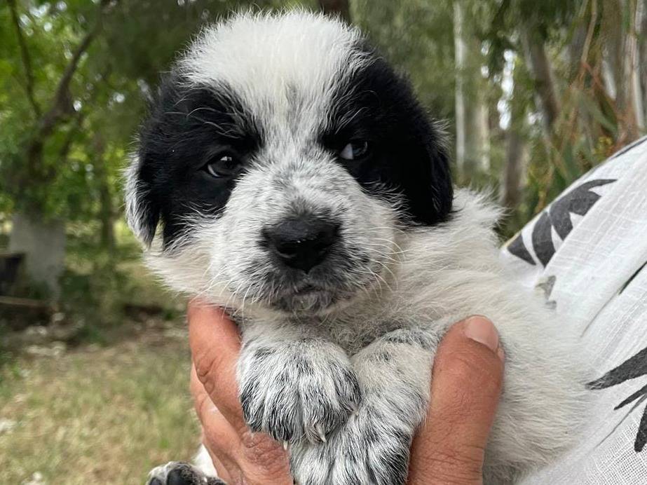 Adozione cane, femmina, Razza sconosciuta Razza sconosciuta, 1 mesi, taglia grande, Firenze