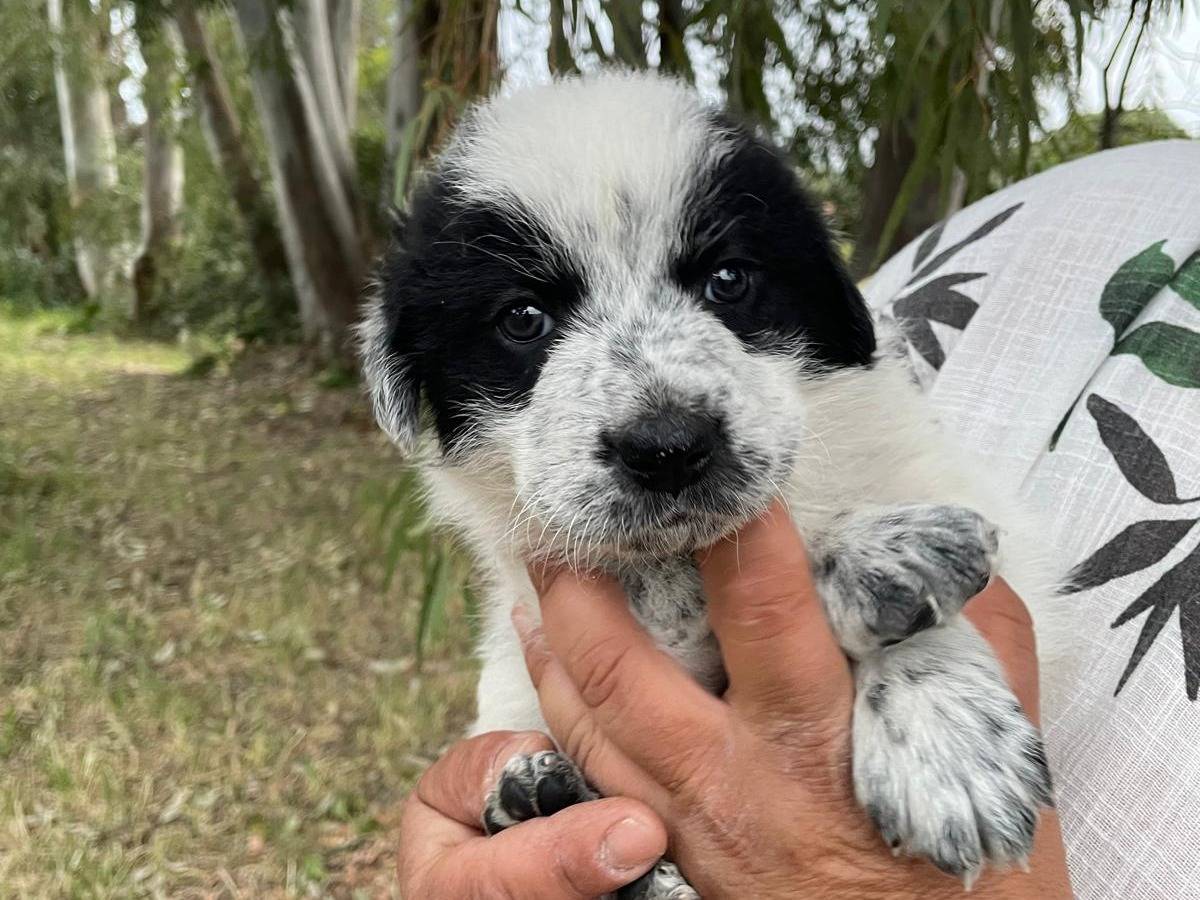 Adotta un cane, taglia grande, femmina, Firenze