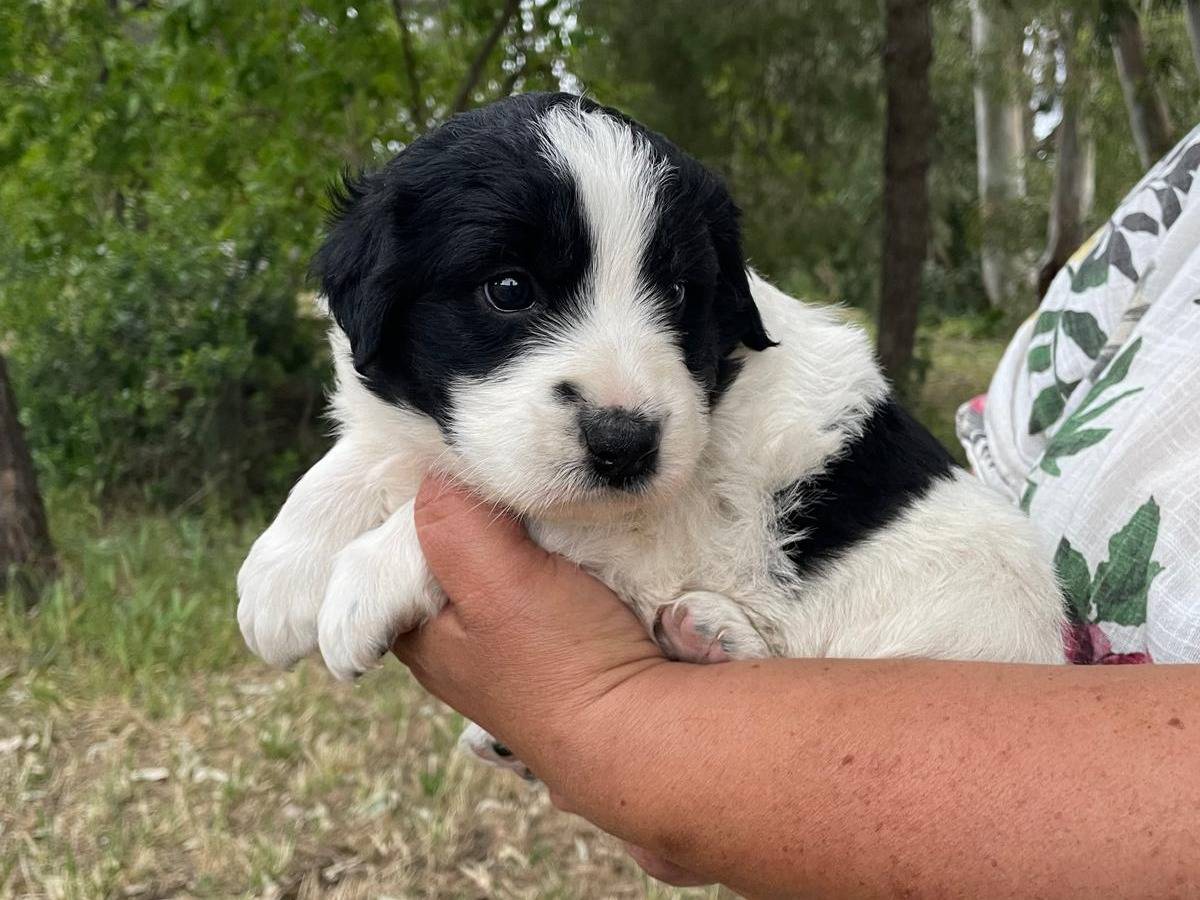 Adotta un cane, femmina, 1 mesi, Bologna