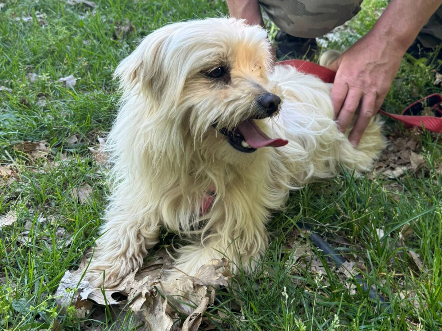 Adotta un cane, maschio, 2 anni e 11 mesi, Milano