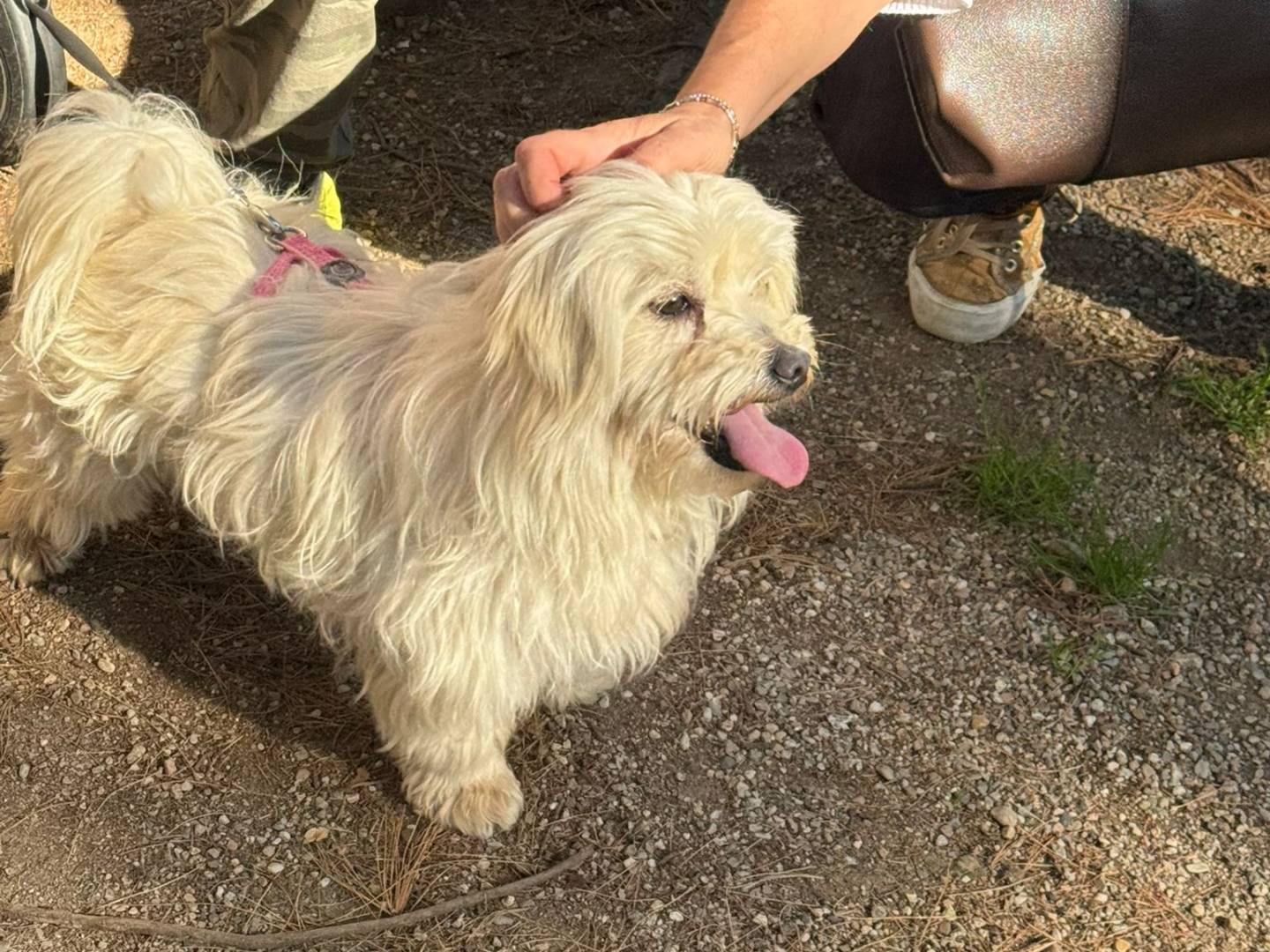 Vuoi adottare un cane a Milano?