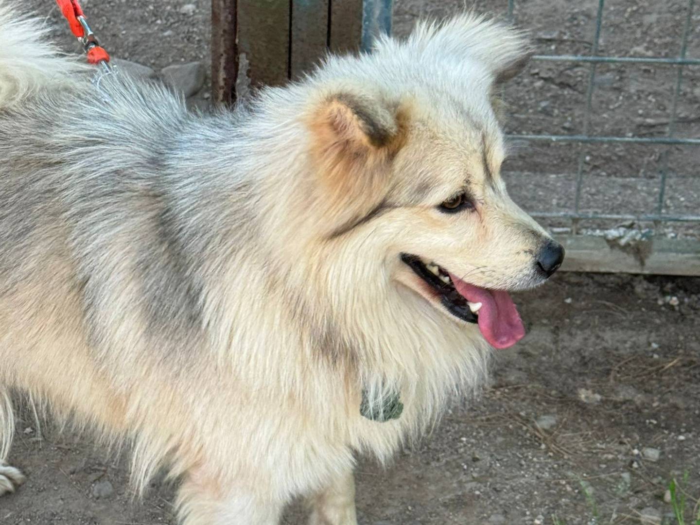 Vuoi adottare un cane a Milano?