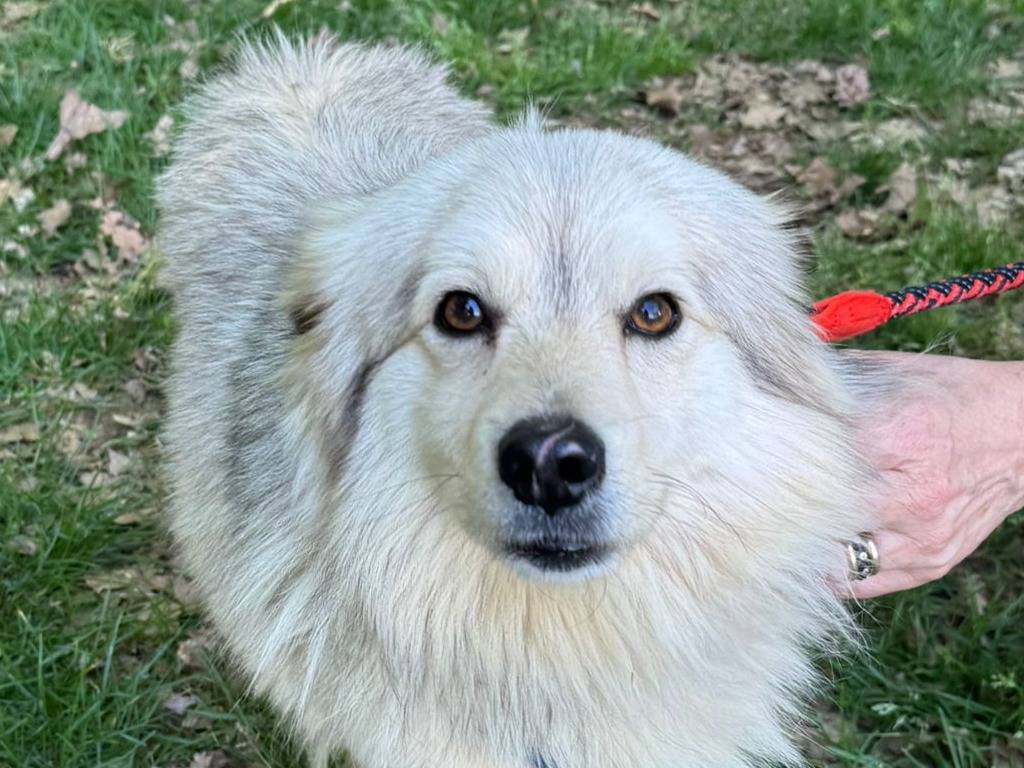 Adotta il cane Yorgo a Milano