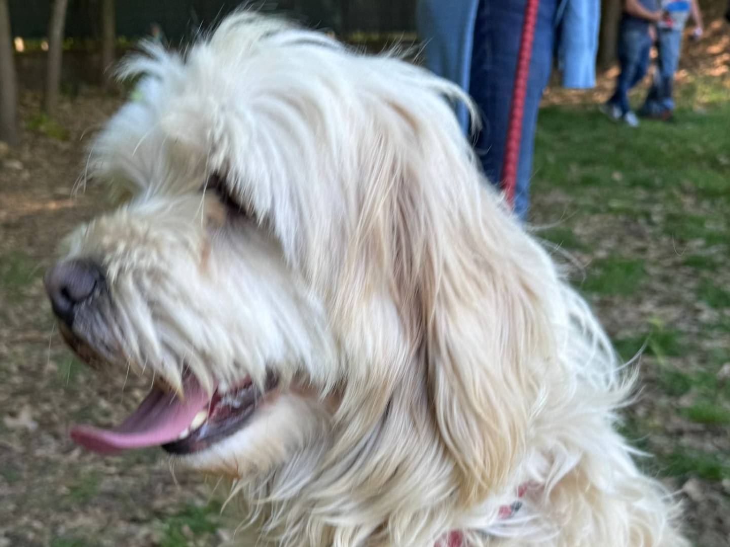Vuoi adottare un cane a Milano?