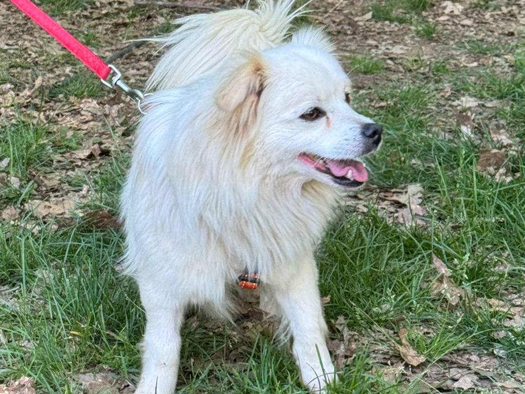 Adotta un cane, taglia piccola, maschio, Milano