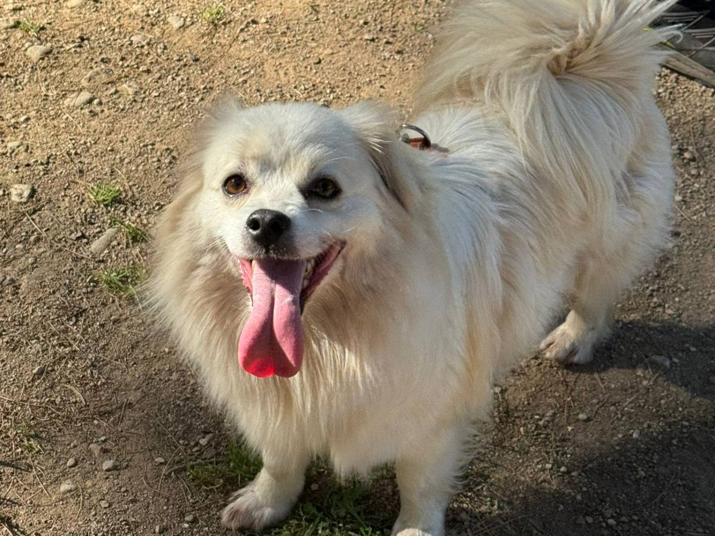 Vuoi adottare un cane a Milano?