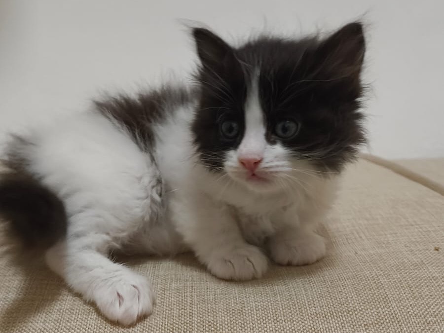 Adozione gatto, maschio, Razza sconosciuta Razza sconosciuta, 1 mesi, taglia non valida, Bari