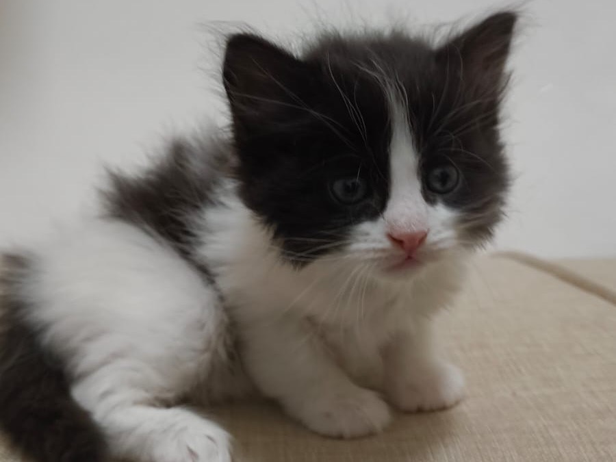 Adotta un gatto, maschio, 1 mesi, Bari