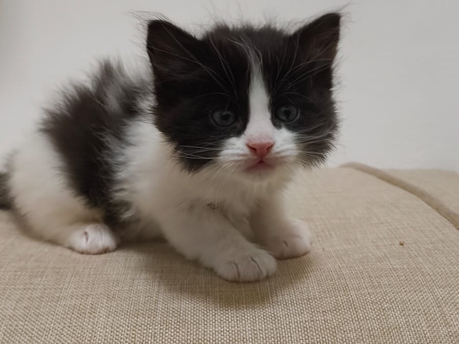 Adotta un gatto, taglia non valida, maschio, Bari